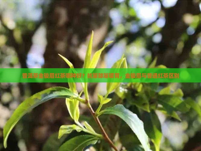 普洱茶金骏眉红茶