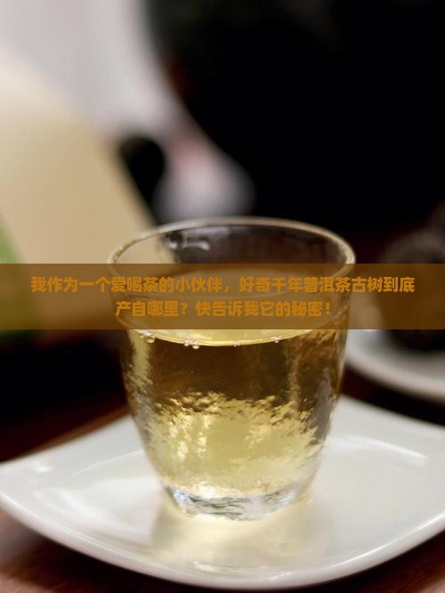 千年普洱茶古树在哪里生产的
