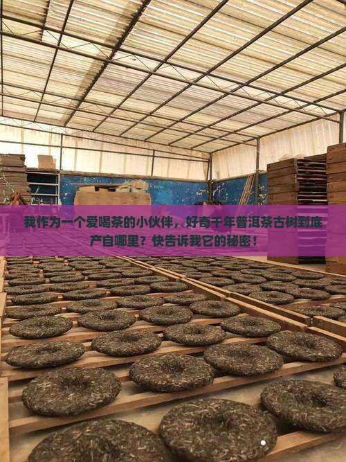 千年普洱茶古树在哪里生产的