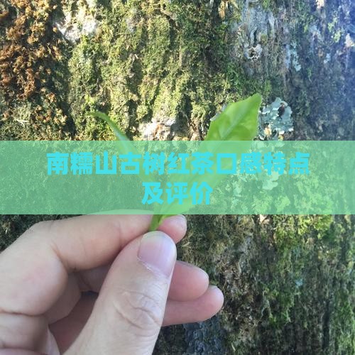 南糯山古树红茶口感