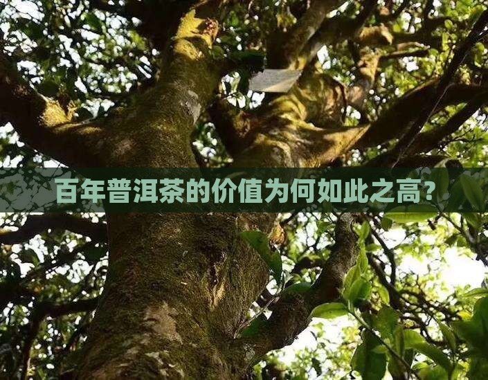 百年普洱茶为什么这么贵