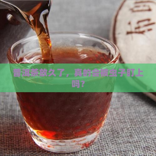 普洱茶要防虫吗