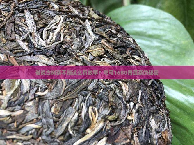 弯弓古树1680普洱茶
