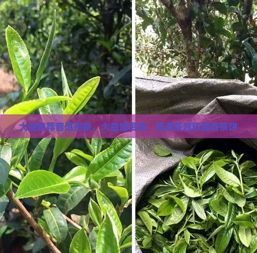 大益普洱熟茶越陈越香茶饼