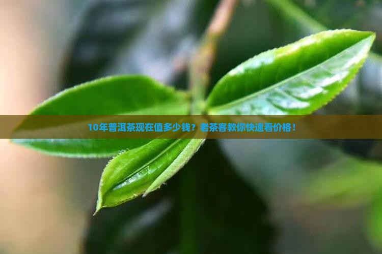 10年无量山普洱茶价格