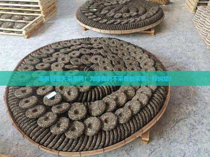 普洱茶农会采摘夏茶吗为什么