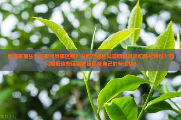深入了解普洱茶南生北熟的区别