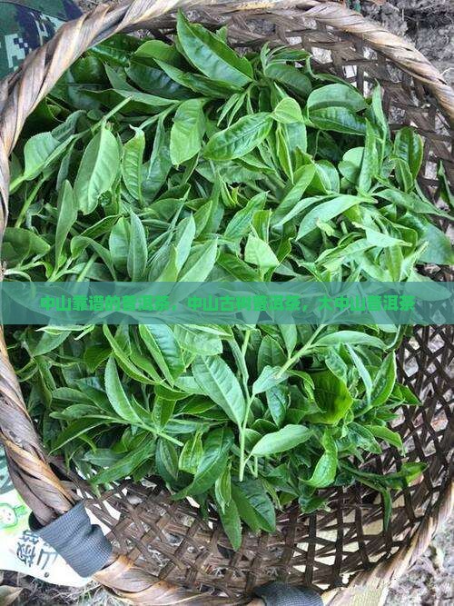 中山靠谱的普洱茶