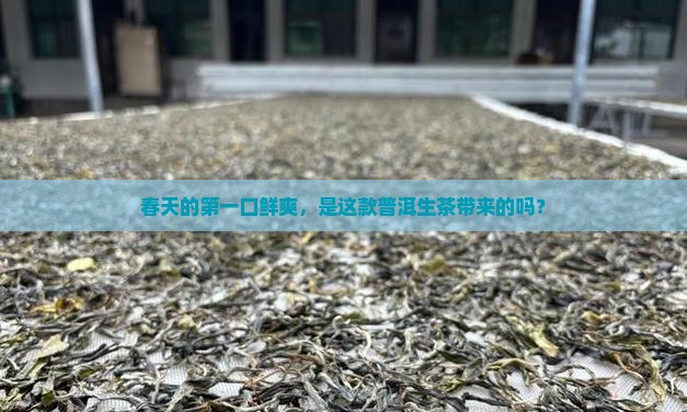 春晓普洱茶生茶