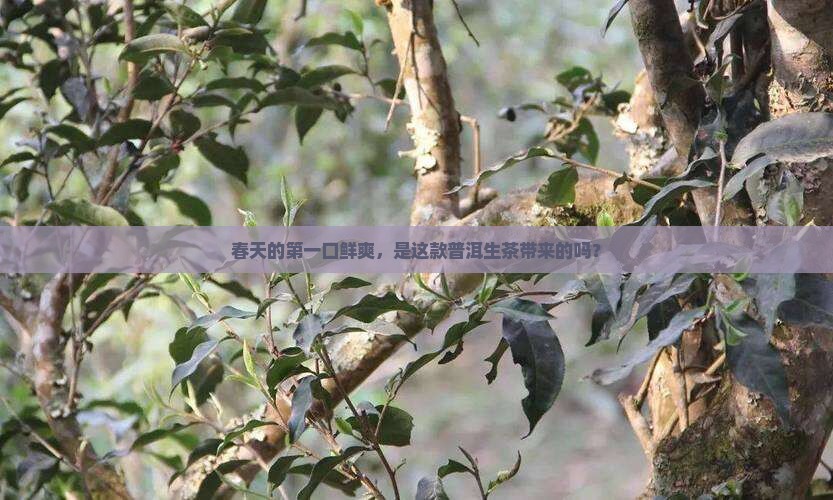春晓普洱茶生茶