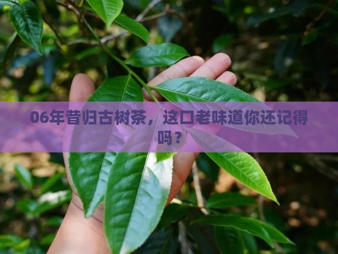 06年昔归古树茶