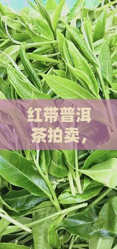 普洱茶拍卖红带