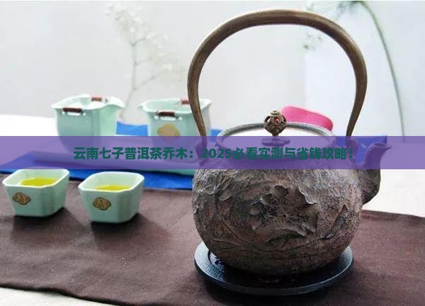 云南七子普洱茶乔木