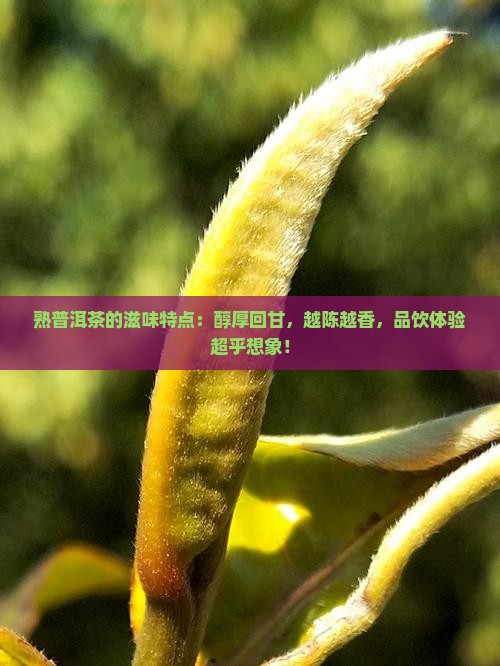 熟普洱茶的滋味特点
