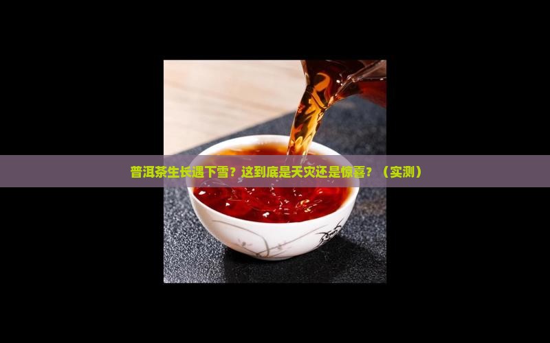 普洱茶生长遇下雪