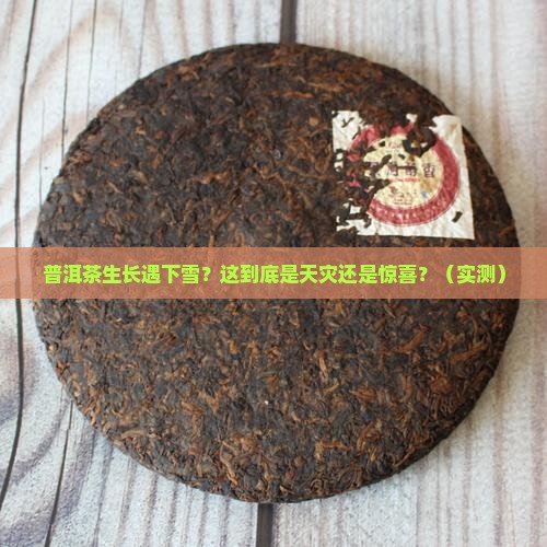 普洱茶生长遇下雪