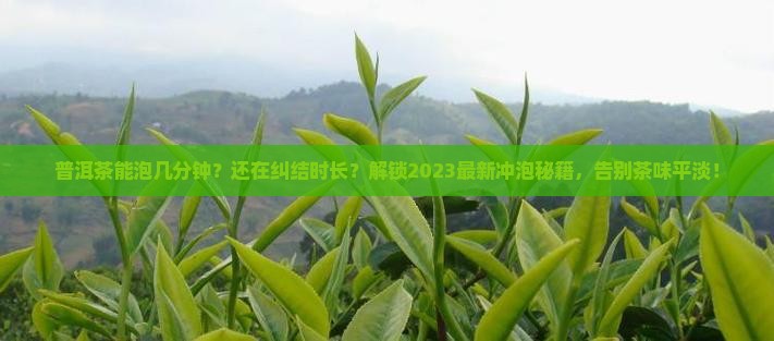 普洱茶能泡几分钟