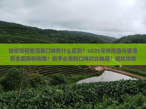 铁观音和普洱茶口味