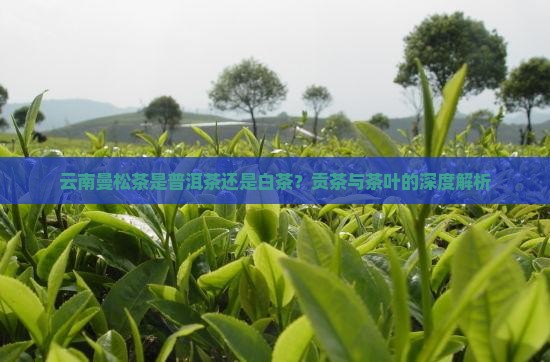 云南曼松茶是普洱茶吗还是白茶