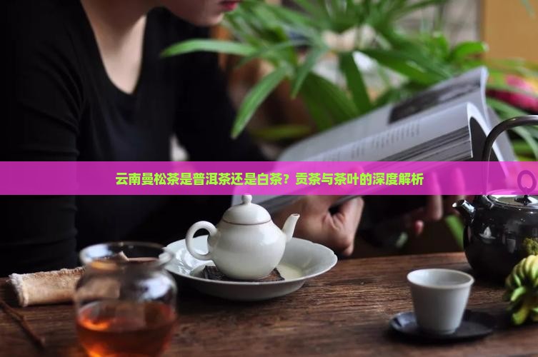 云南曼松茶是普洱茶吗还是白茶
