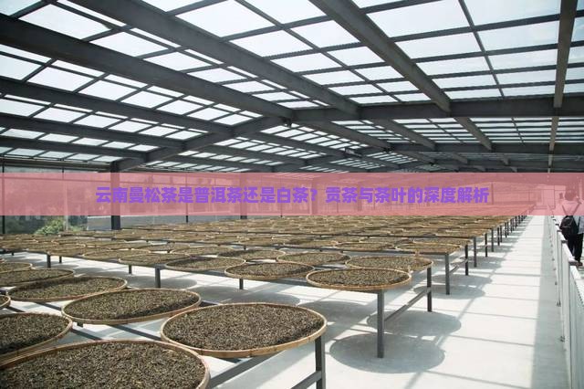 云南曼松茶是普洱茶吗还是白茶