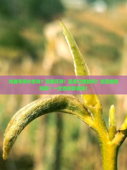 鸣盛号茶叶怎样
