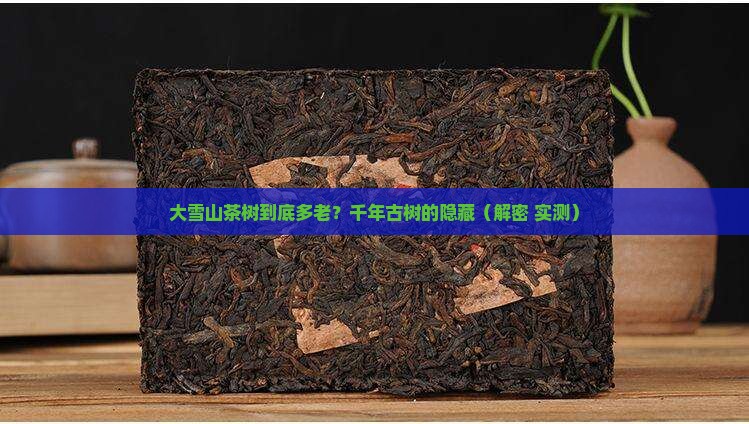 大雪山茶树龄多大