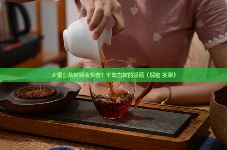 大雪山茶树龄多大