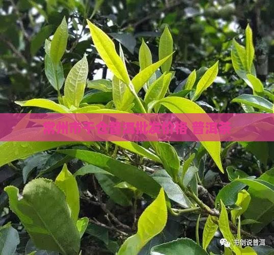 常州市干仓普洱茶价格
