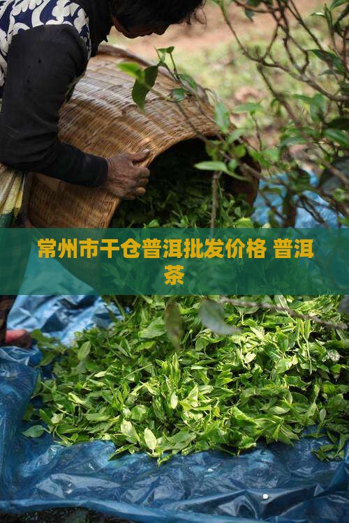 常州市干仓普洱茶价格