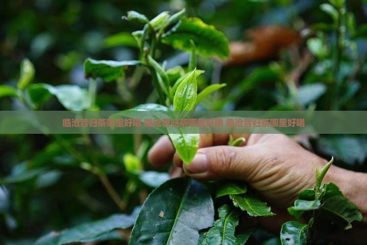 临沧昔归茶哪里好喝