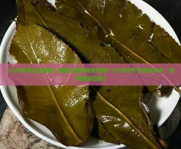 散普洱茶是什么样的
