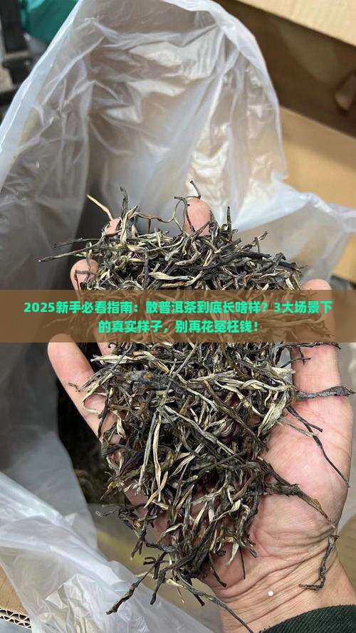 散普洱茶是什么样的