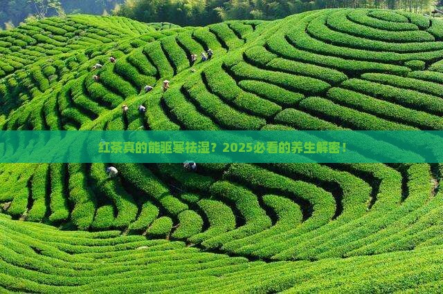 红茶驱寒祛湿吗