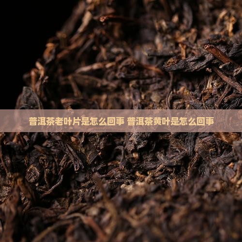 普洱茶老叶片是怎么回事