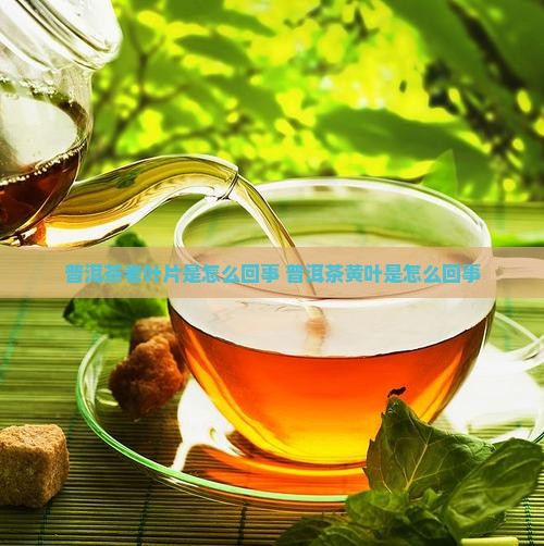 普洱茶老叶片是怎么回事