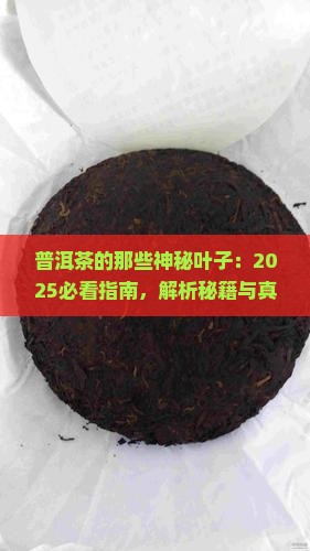 普洱茶的叶种有哪些