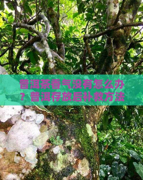 普洱茶没香气恢复正常吗