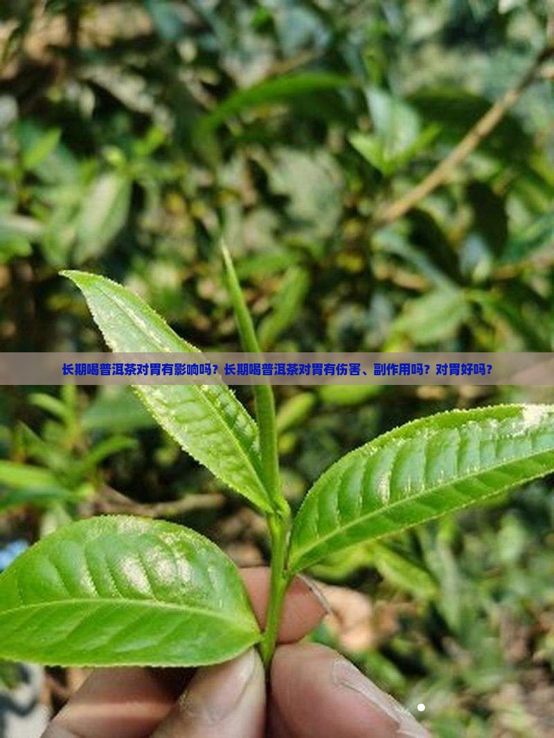 长期喝普洱茶对胃有影响吗