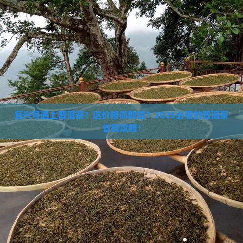 复兴号普洱茶多少钱