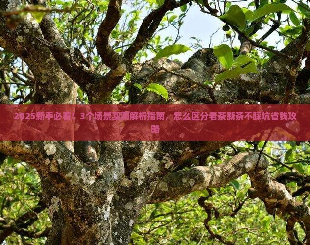 怎么区分老茶和新茶