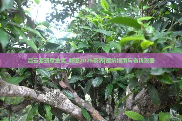 昌云老班章金奖 昌云老班章金奖