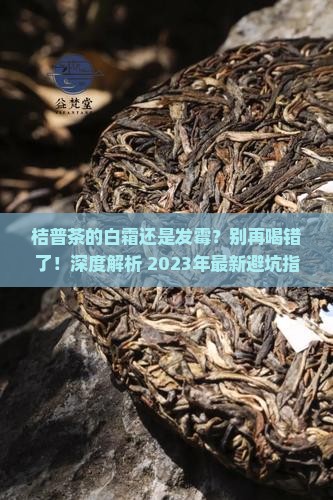 桔普茶的白霜还是发霉