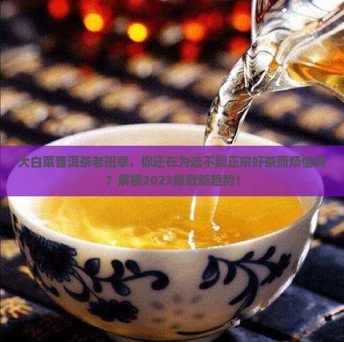 大白菜普洱茶老班章