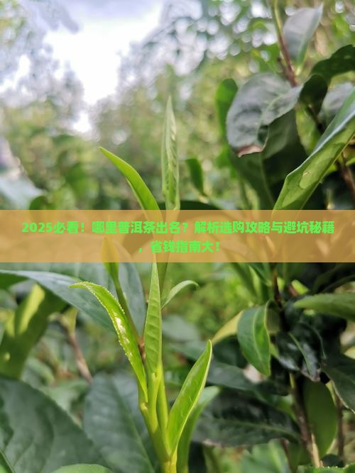 哪里普洱茶出名