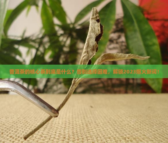 普洱茶的核心茶