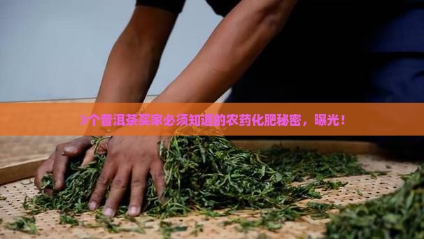 普洱茶怎么用农药化肥