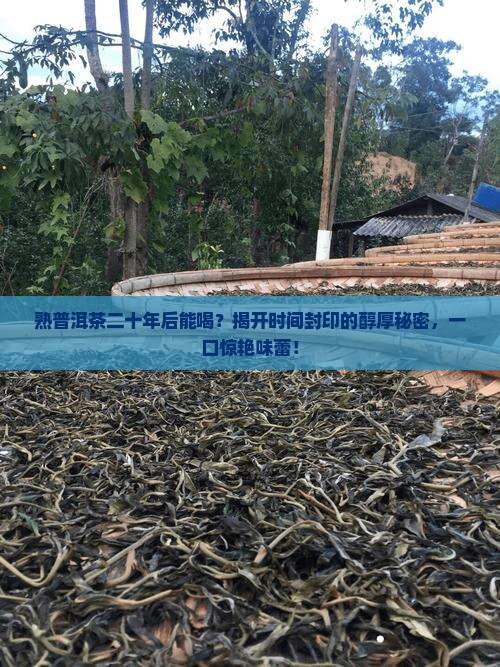 熟普洱茶二十年后能喝