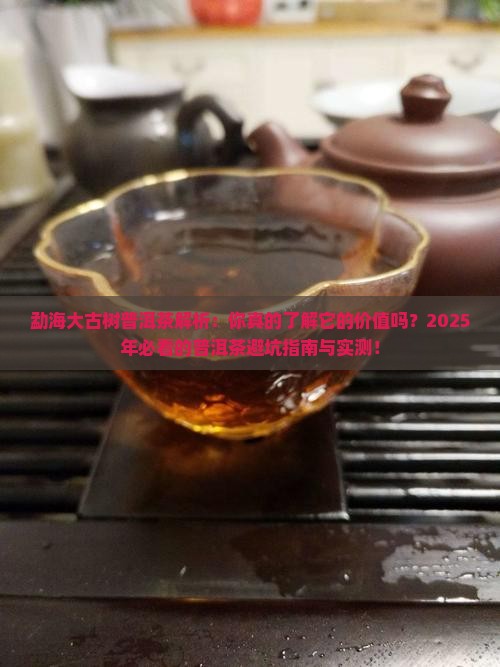 勐海的大古树普洱茶