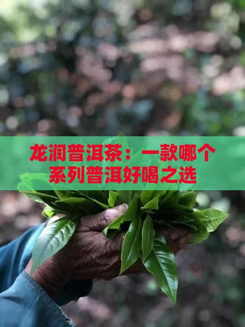 龙润普洱茶：一款哪个系列普洱好喝之选